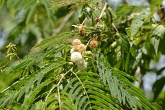 Leucaena diversifolia