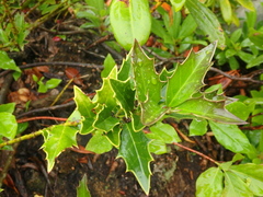 Ilex colchica