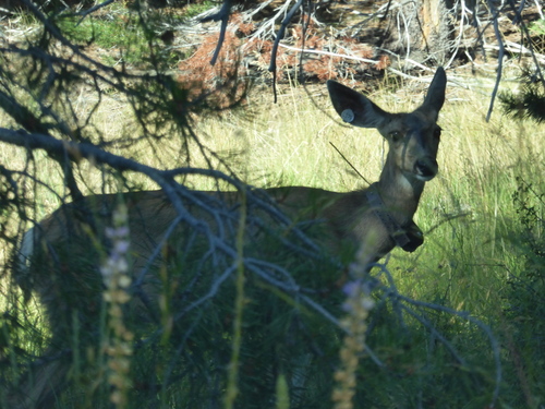 iNaturalist observation photo of Mule Deer