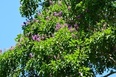 Lonchocarpus sumiderensis