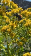 Bombus ternarius