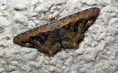 Lassaba interruptaria