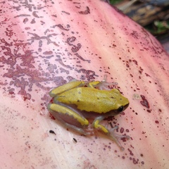 Hyperolius cystocandicans