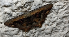 Lassaba interruptaria