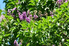 Lonchocarpus sumiderensis