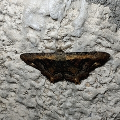 Lassaba interruptaria