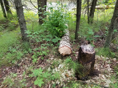 American Beaver photographed in Alaska