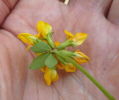 Lotus