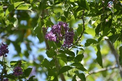 Lonchocarpus sumiderensis