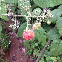 Rubus keniensis