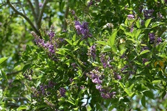 Lonchocarpus sumiderensis