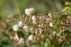 Mimosa lactiflua