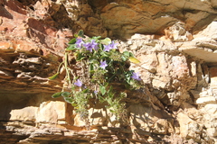 Campanula versicolor tenorei