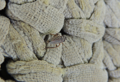Bathysmatophorinae