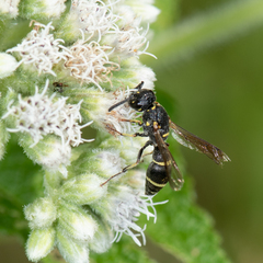 Parancistrocerus pensylvanicus