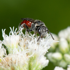 Sphecodes heraclei heraclei
