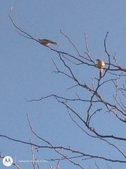 Mimus saturninus