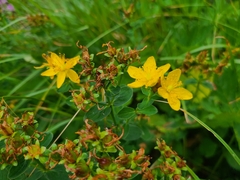 Hypericum maculatum maculatum
