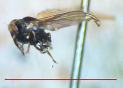 Tomosvaryella similis