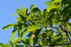 Damburneya salicifolia