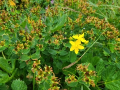 Hypericum maculatum maculatum