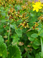 Hypericum maculatum maculatum