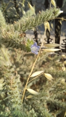 Echium italicum