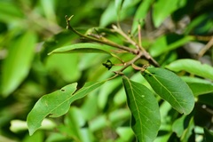 Damburneya salicifolia