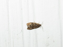 Olethreutes tilianum