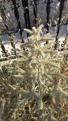 Echium italicum