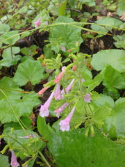 Clinopodium grandiflorum