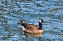 Branta canadensis