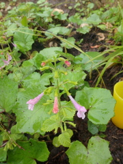 Clinopodium grandiflorum