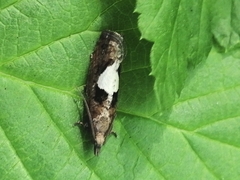 Epinotia brunnichana