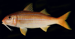 Mimic Goatfish photo 3