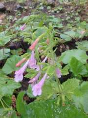 Clinopodium grandiflorum