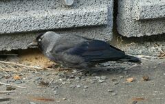 Corvus monedula