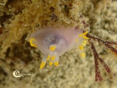 Polycera kernowensis