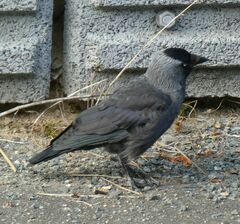 Corvus monedula