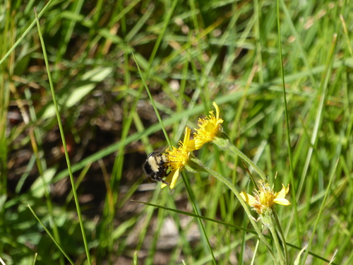 iNaturalist observation photo of Pyrobombus