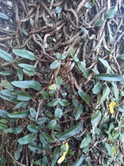 Microgramma mortoniana