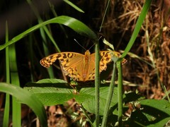 Argynnis paphia
