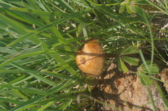Panaeolus cyanescens