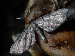 Exelis pyrolaria