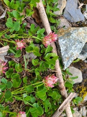Trifolium thalii