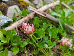 Trifolium thalii