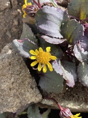 Senecio soldanella