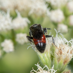 Sphecodes heraclei heraclei