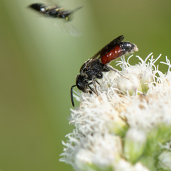 Sphecodes heraclei heraclei
