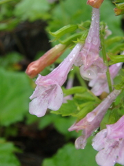 Clinopodium grandiflorum